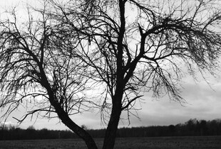 Помітно потеплішає, але погоду зіпсує дощ і мокрий сніг: прогноз на 12 лютого