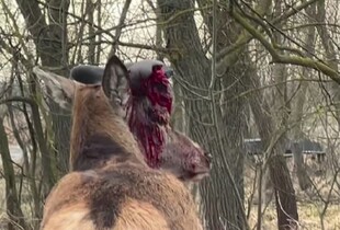 На Рівненщині автомобіль збив відомого оленя Бориса: водійку розшукали